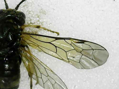 Paratenthredo frauenfeldii